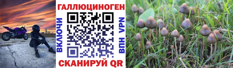 Псилоцибиновые грибы Psilocybe Канаш